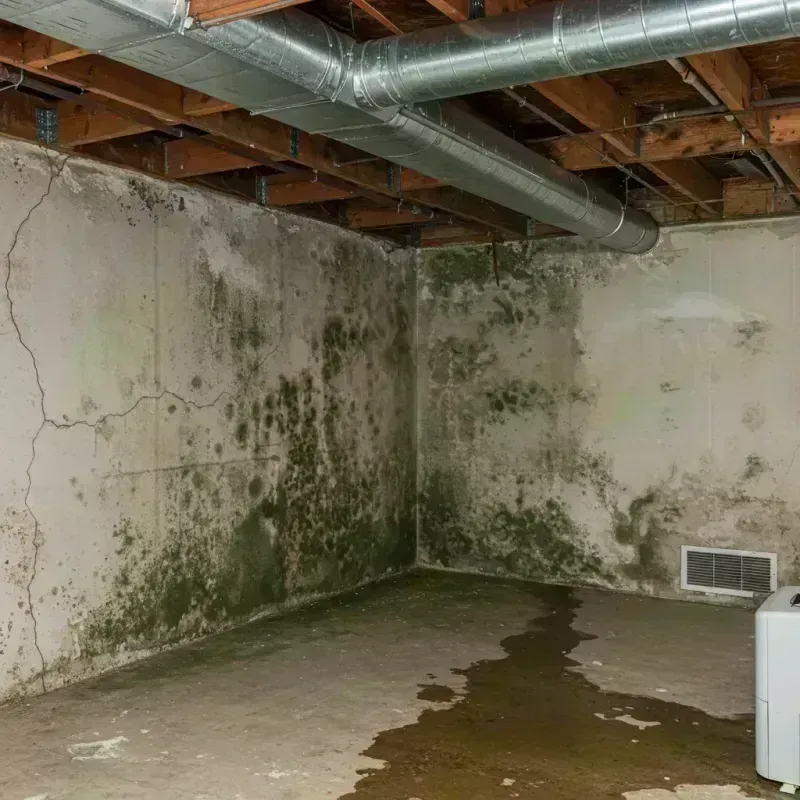 Professional Mold Removal in Desloge, MO